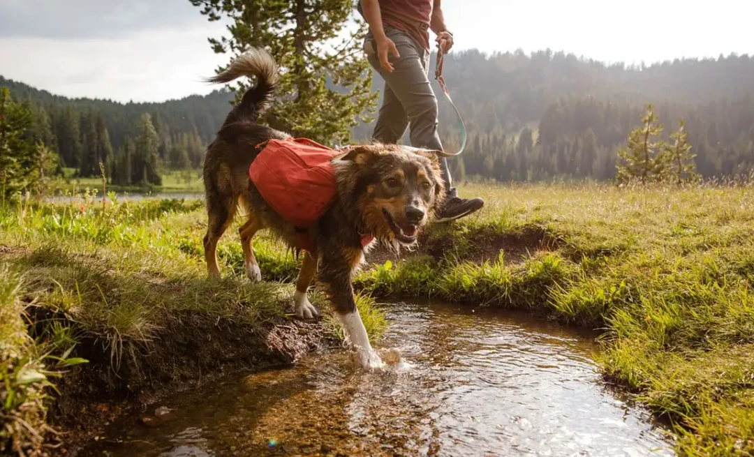 Top 10 🥰 Pets Ruffwear Front Range Day Pack ✔️ 5 Pets Ruffwear Front Range Day Pack
